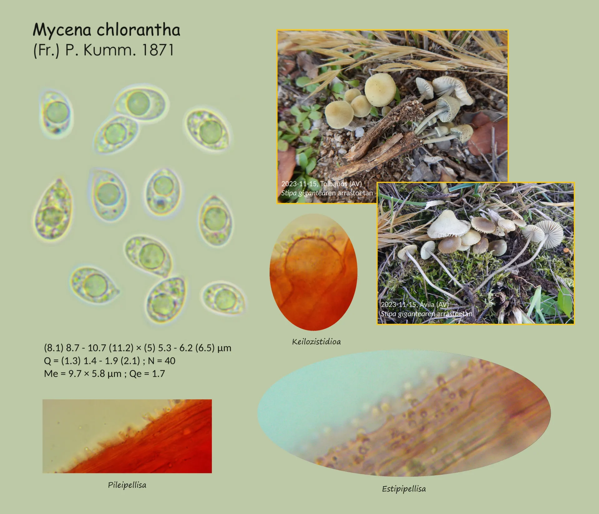 Microscopía de Mycena chlorantha